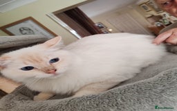 Ragdoll cats for sale: RAGS To Riches  - Image 14