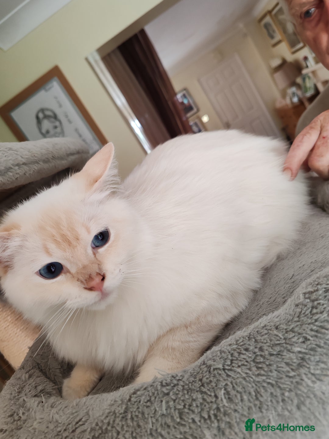 Ragdoll cats for sale: RAGS To Riches  - Image 14