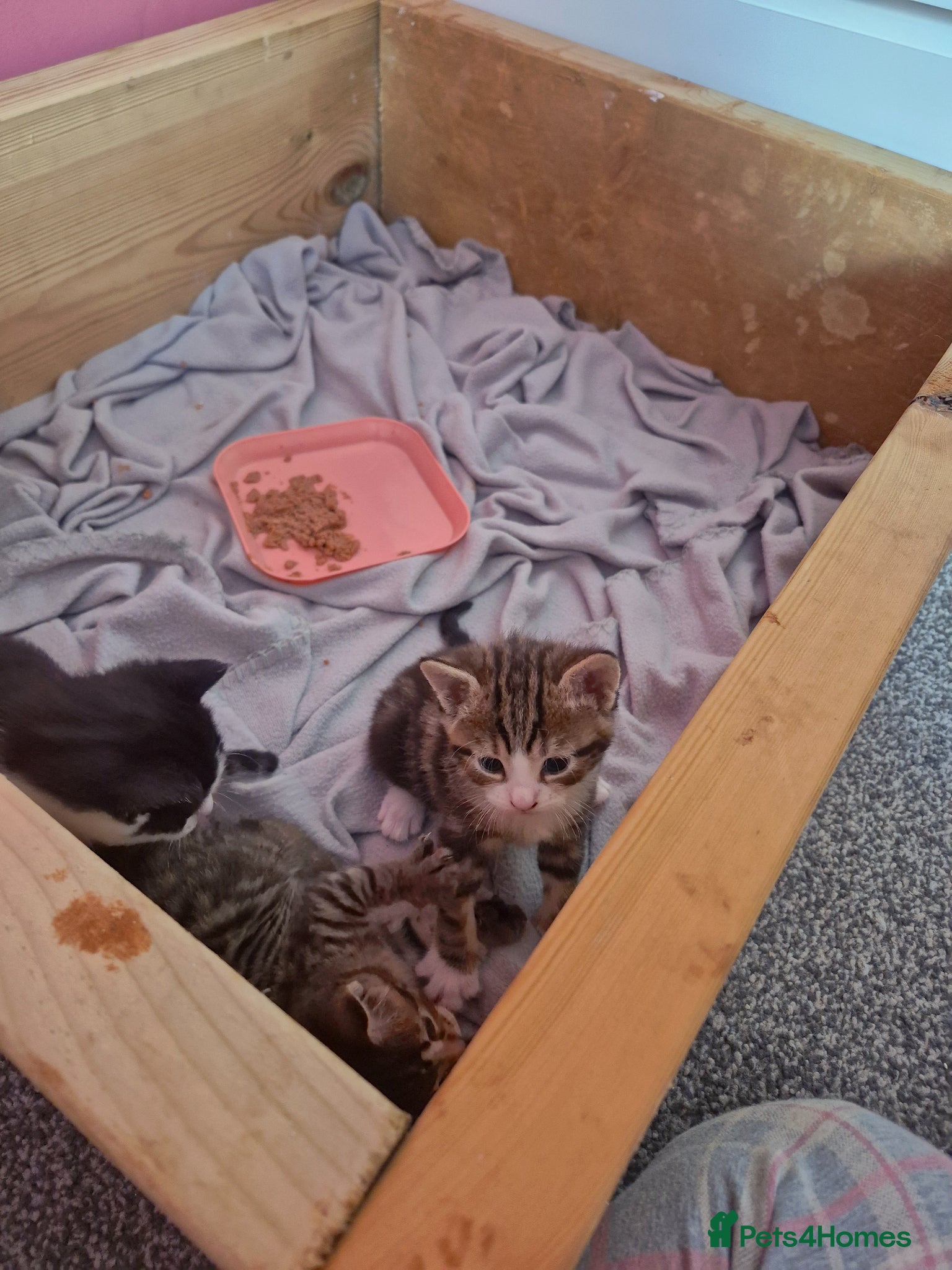 Domestic Shorthair cats for sale: 4 gorgeous kittens.  - Advert 6