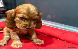 Cocker Spaniel dogs for sale: 🔥⚡️🐕Cocker spaniel 🌟🔥puppies 🐶  - Image 1