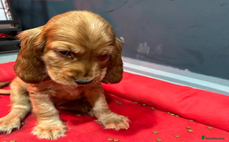Cocker Spaniel dogs - Advert 1