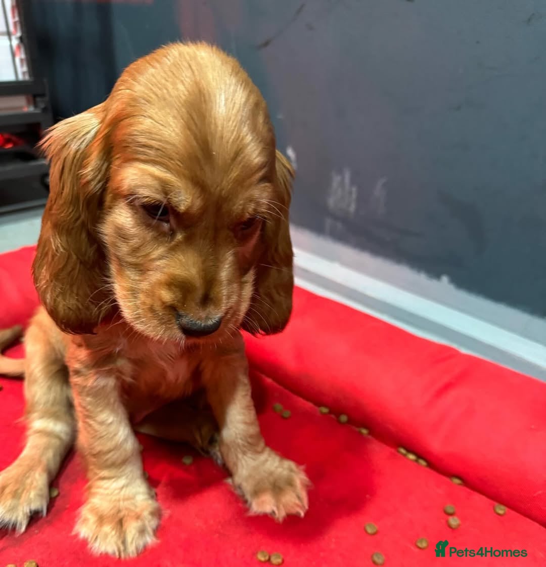 Cocker Spaniel dogs for sale: 🔥⚡️🐕Cocker spaniel 🌟🔥puppies 🐶  - Image 1