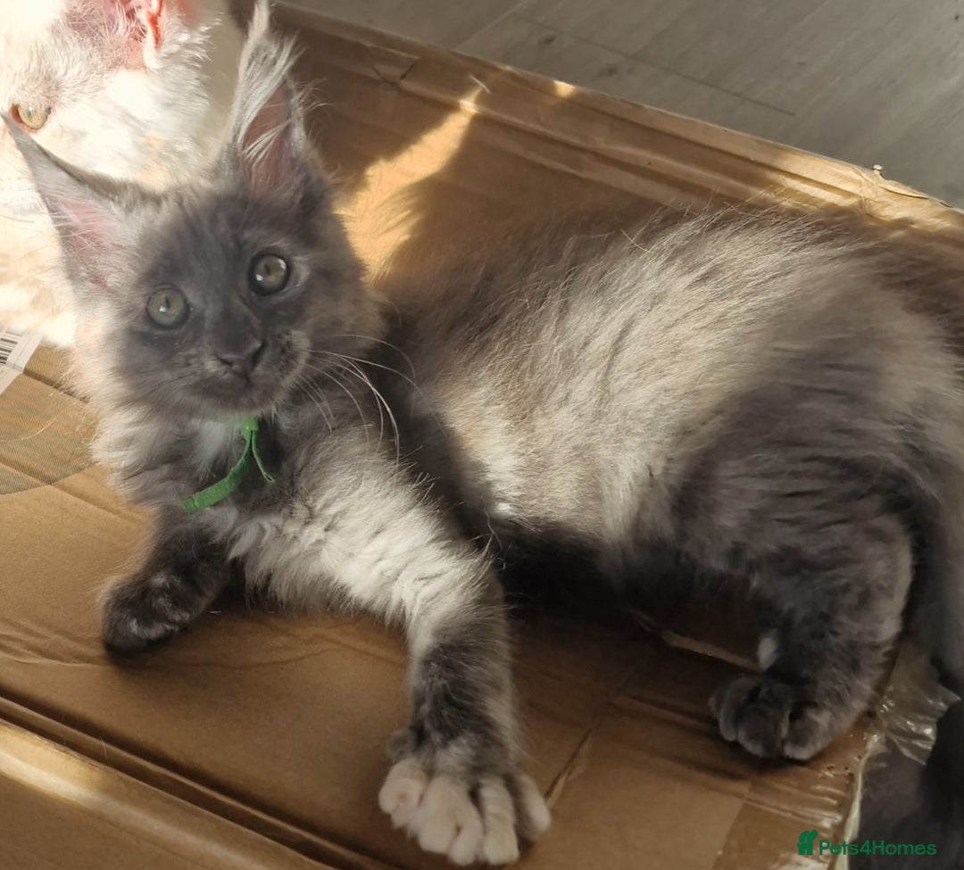 Maine Coon cats for sale: Beautiful Fluffy Maine Coon Kittens - Image 8