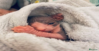 Sphynx cats - Advert 10
