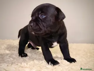 Staffordshire Bull Terrier dogs KC Registered Staffordshire Bull Terrier Puppies - Advert 16