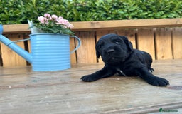 Mixed Breed dogs for sale: Gorgeous litter of 8 x F1 Sprocker Spaniels - Image 38
