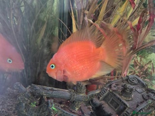 Cichlids fish for sale in Stoke-on-Trent - Advert 1