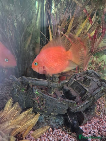 Cichlids fish in Stoke-on-Trent - Advert 11