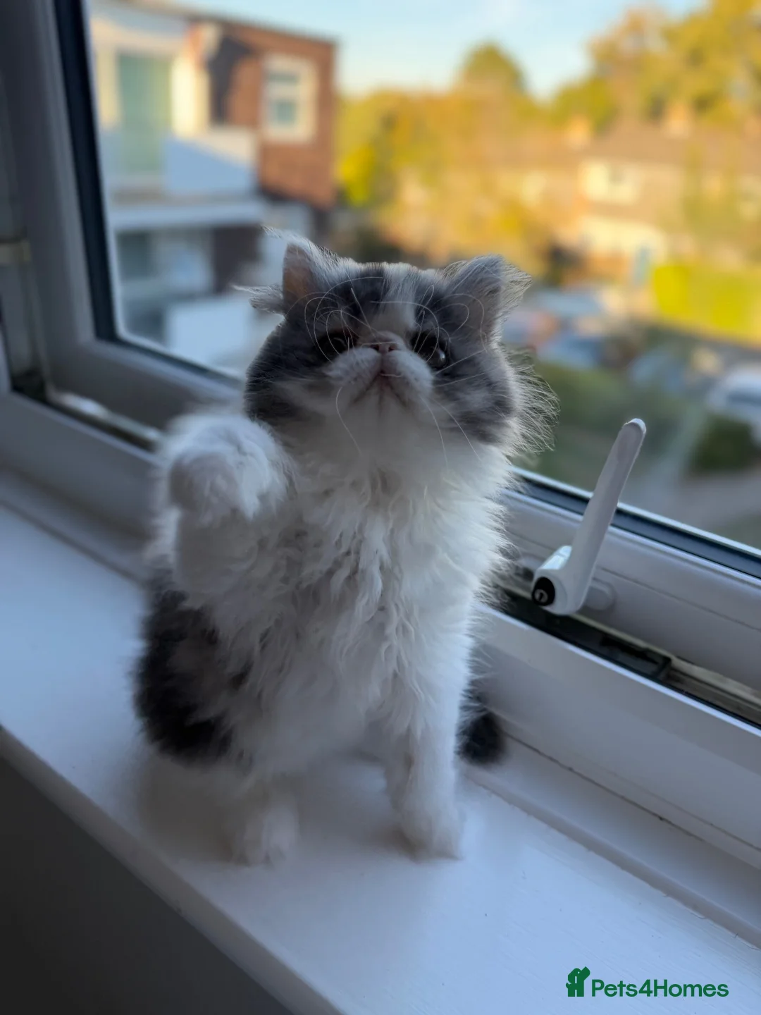 Persian cats for sale: Calico Exotic short hair / Persian - Advert 2