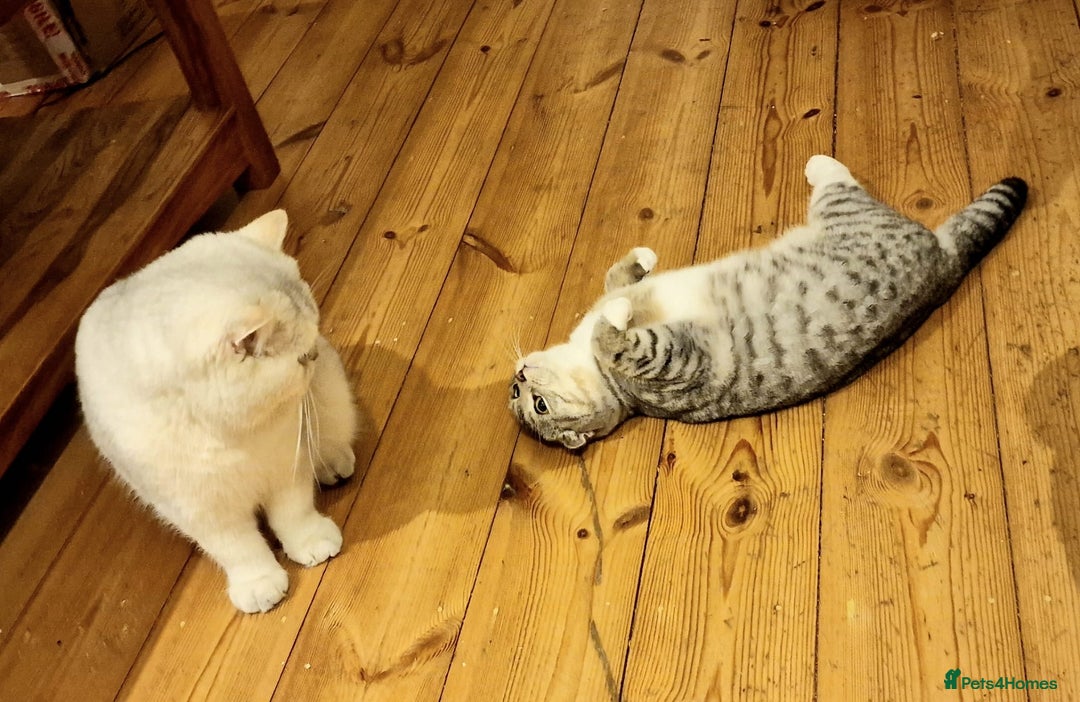 British Shorthair cats for stud: ❤ British Short Hair Active Stud ❤ Champion ❤ in Doncaster - Advert 28