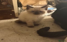 Mixed Breed cats for sale: Mixed Russian Blue, Ragdoll and Tabby  - Image 2