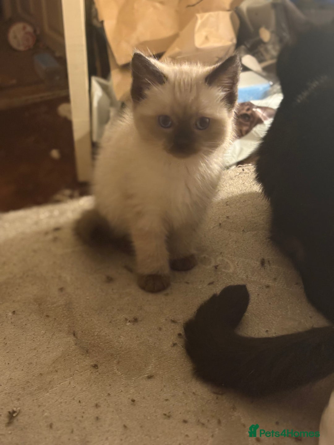 Mixed Breed cats for sale: Mixed Russian Blue, Ragdoll and Tabby  - Image 2