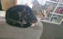 Mixed Breed cats for sale: The three musketeers are looking for new homes - Image 14