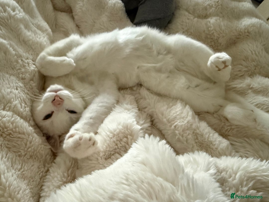 Mixed Breed cats for sale: Four month old cuddly boy - Advert 3