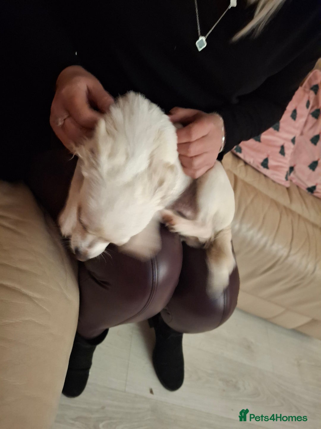 Chihuahua dogs for sale: White long furred male chihuahua - Advert 11