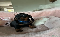 Dachshund dogs for sale: 2 beautiful  girls dachshund puppies available  - Image 5