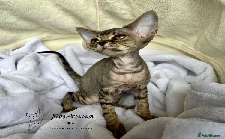 Devon Rex cats - Advert 1
