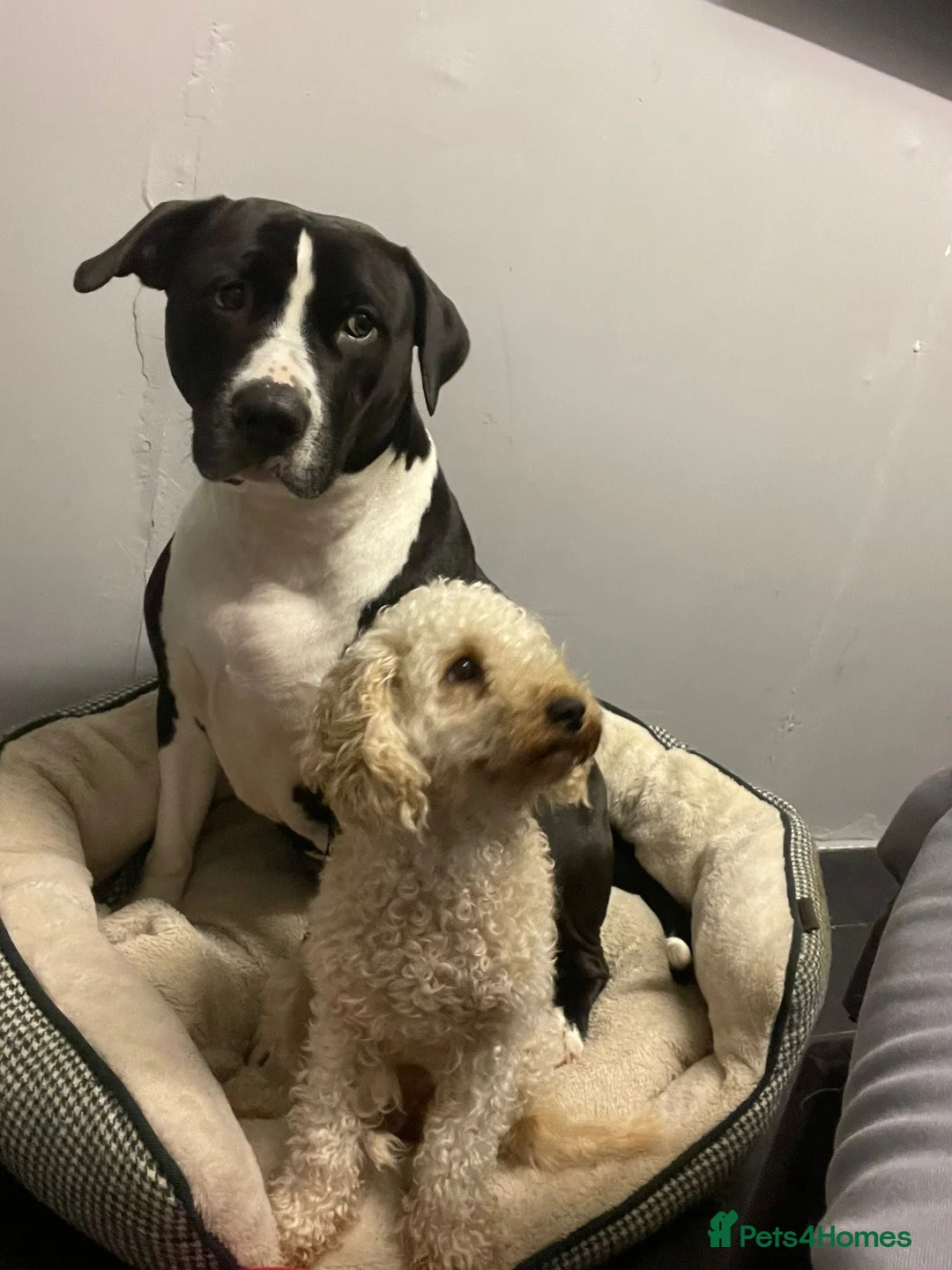 Mixed Breed dogs for sale: American Staffordshire bull terrier  - Advert 2