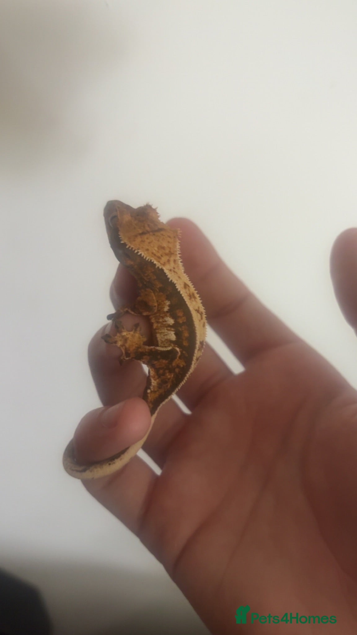 Gecko reptiles Sale!!! 4/12 left Stunning baby crested geckos - Advert 15