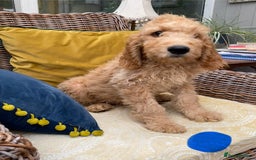 Irish Doodle dogs for sale: F1 Standard Irish Doodle Puppies  - Image 3