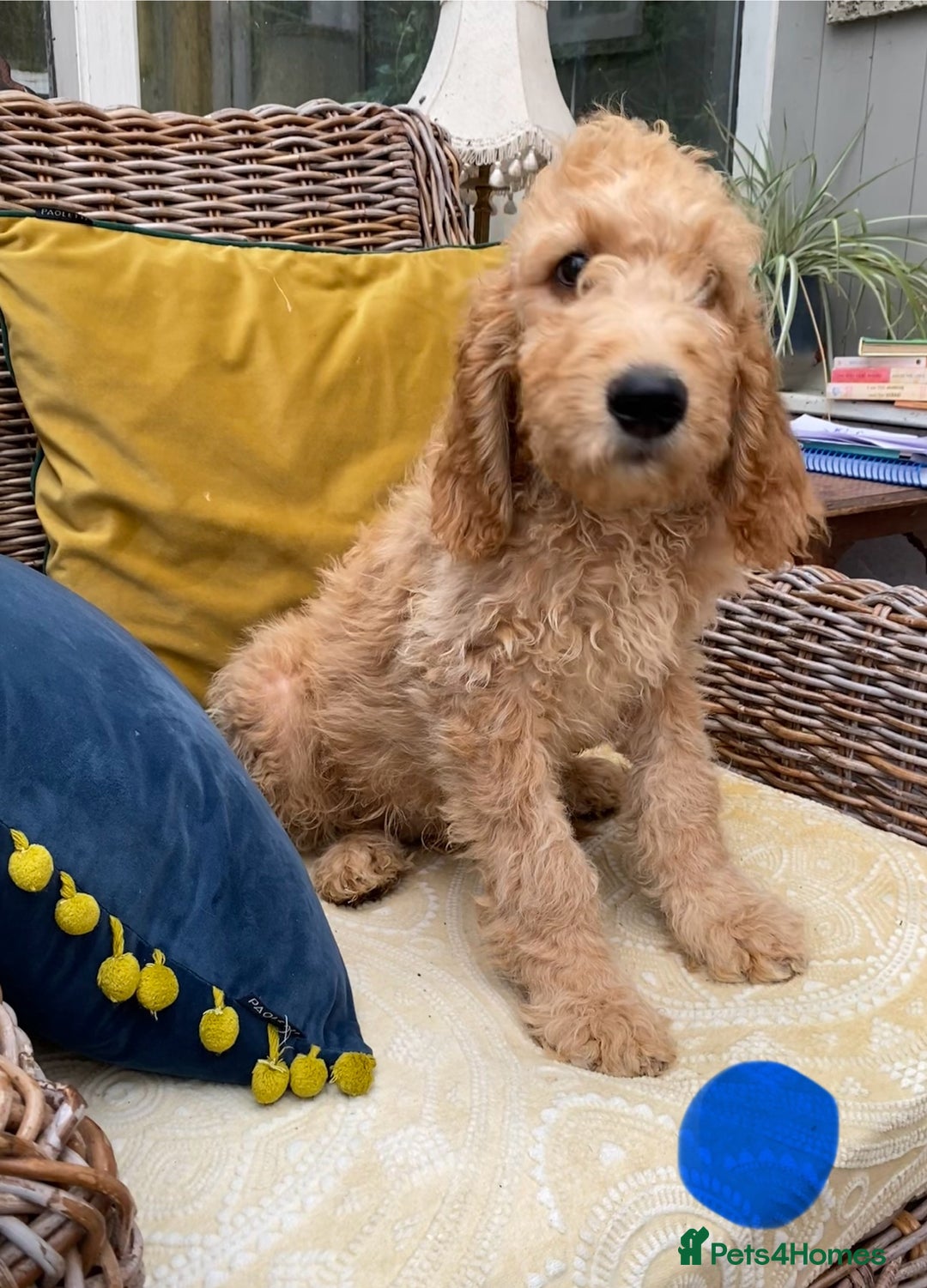 Irish Doodle dogs for sale: F1 Standard Irish Doodle Puppies  - Image 3