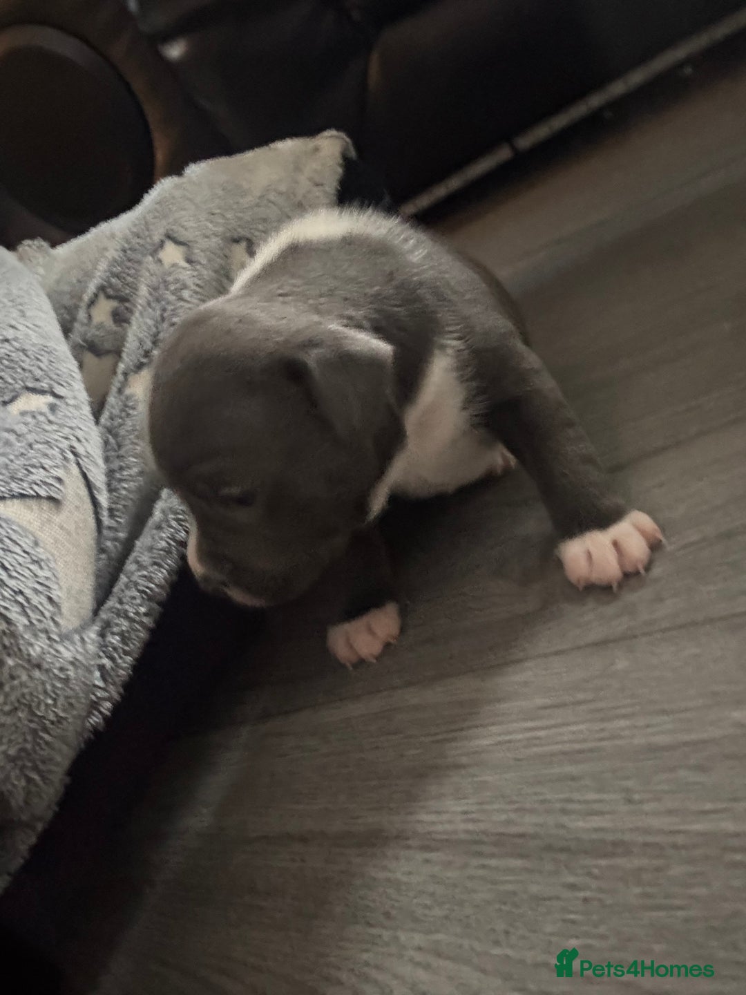 Staffordshire Bull Terrier dogs for sale: ✨ Blue Staffy Pups – Happy, Healthy & Loving!  - Image 11