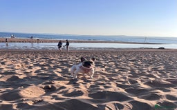 French Bulldog dogs for sale: Female French bulldog - Image 3