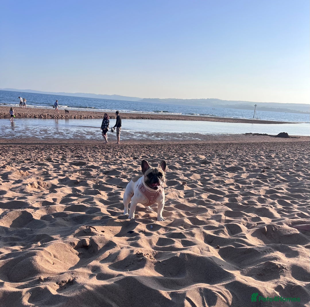 French Bulldog dogs for sale: Female French bulldog - Image 3
