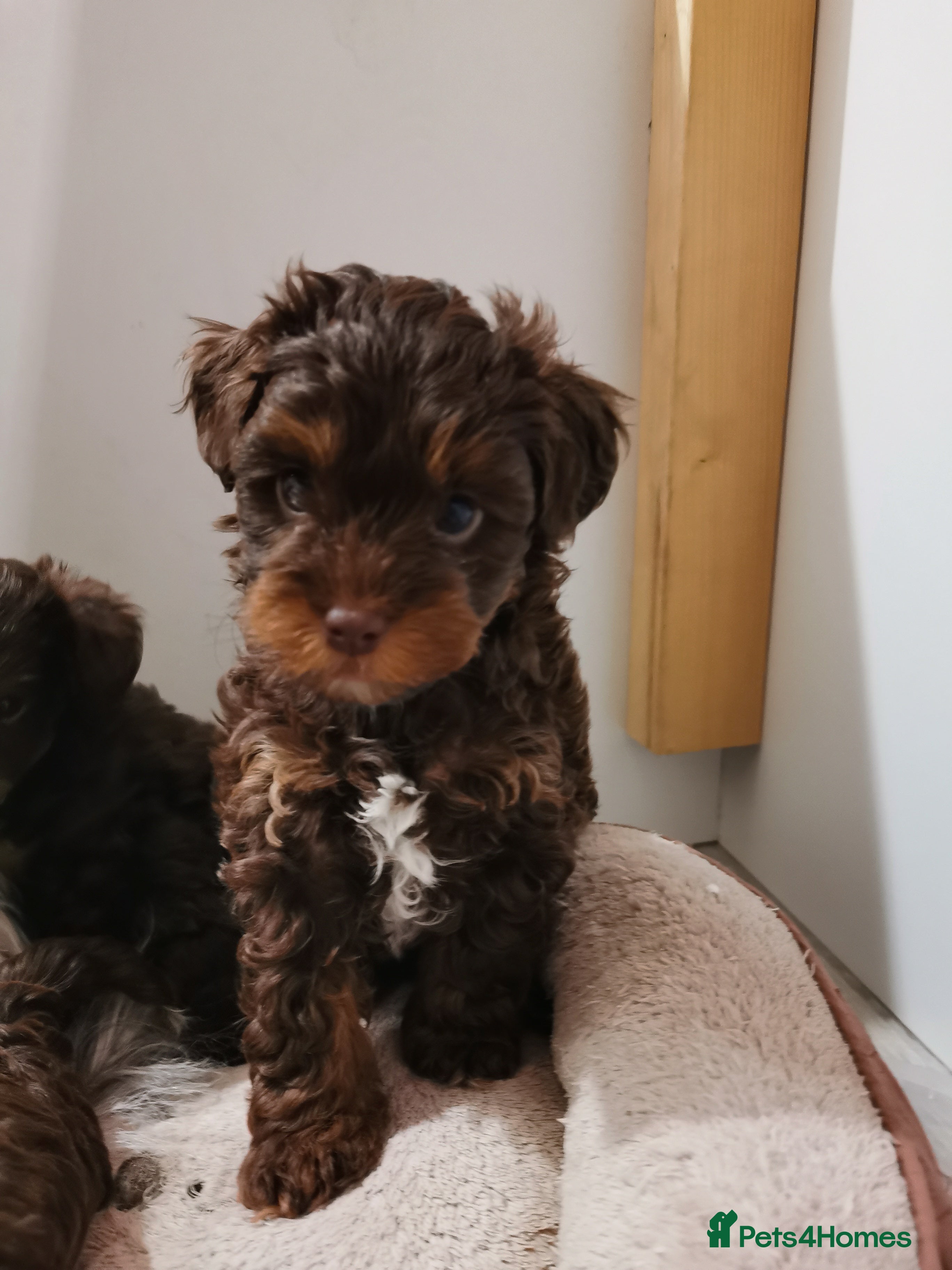 Shorkie dogs Adorable Biewer-Shih Tzu Puppies(1boy 1girl left)  - Advert 1