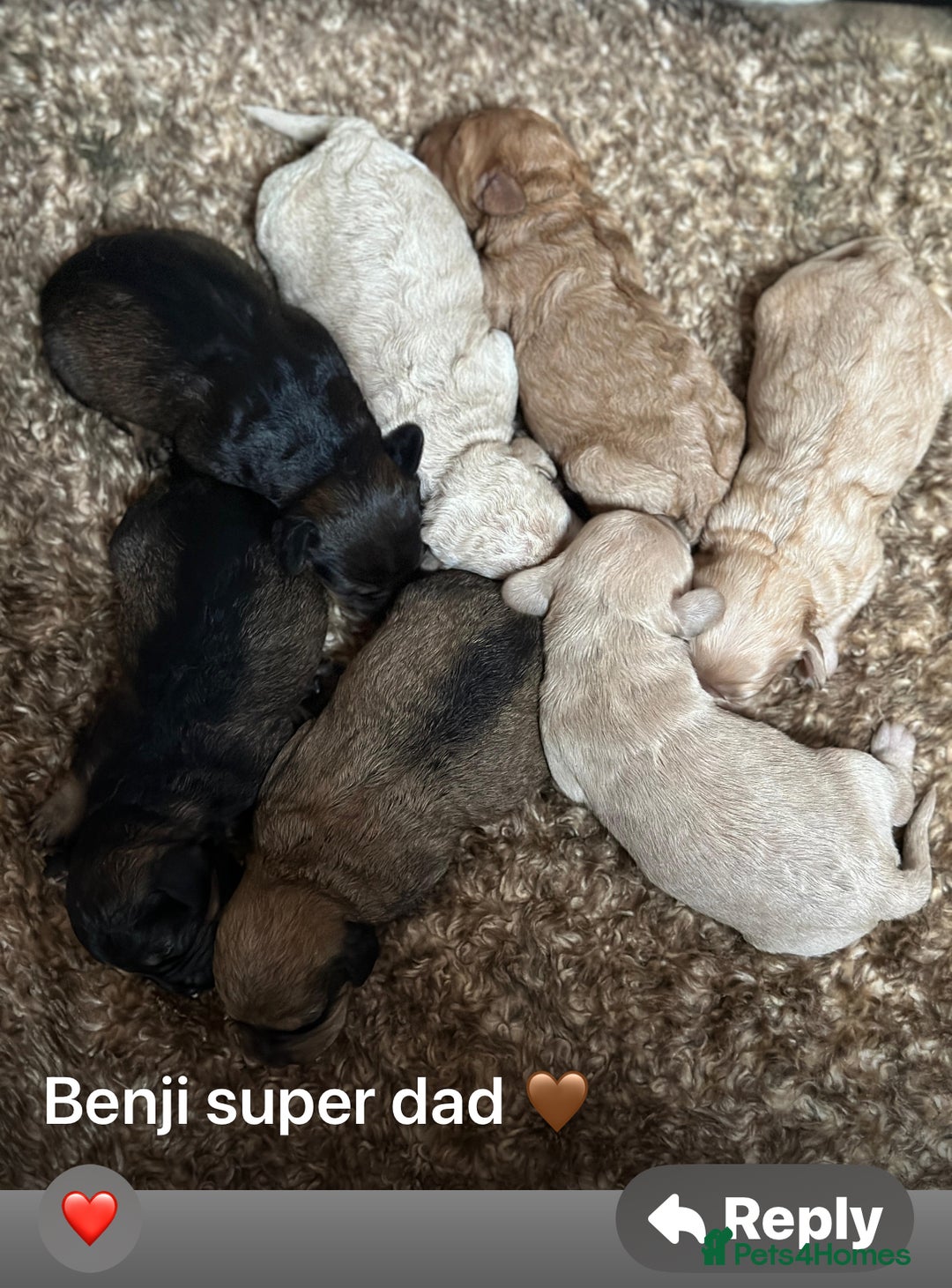 Miniature Poodle dogs for stud: For Stud KC DNA & heart tested Poodle - Advert 7