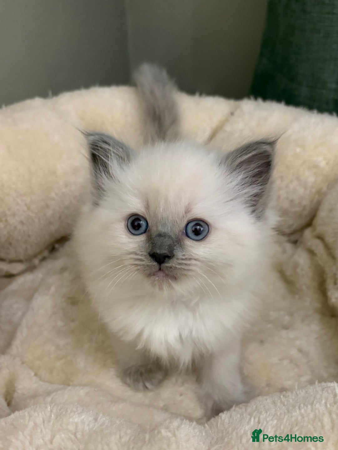 Ragdoll cats for sale: Gccf ragdolls ready 12th Jan  - Advert 17