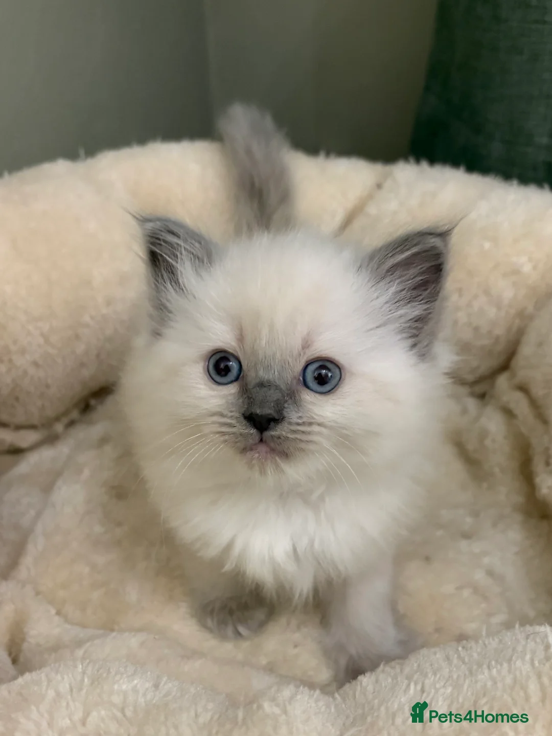 Ragdoll cats for sale: 2 boys ready now - Advert 22