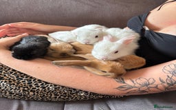 Mixed Breed rabbits for sale: Adorable Mini lop crosses  - Image 4