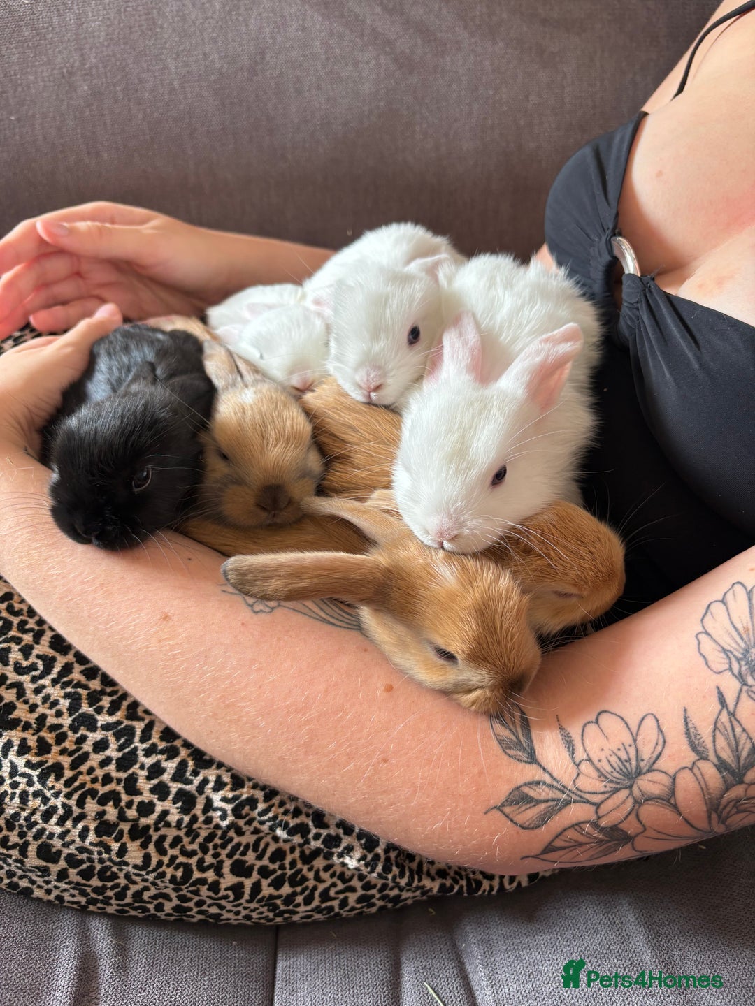 Mixed Breed rabbits for sale: Adorable Mini lop crosses  - Image 4