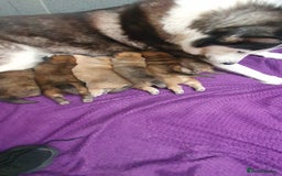 Mixed Breed dogs for sale: Chowsky puppies  chow chow  - Image 17