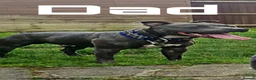 Staffordshire Bull Terrier dogs for sale: BLUE STAFFORDSHIRE BULLTERRIER PUPPIES - Advert 3