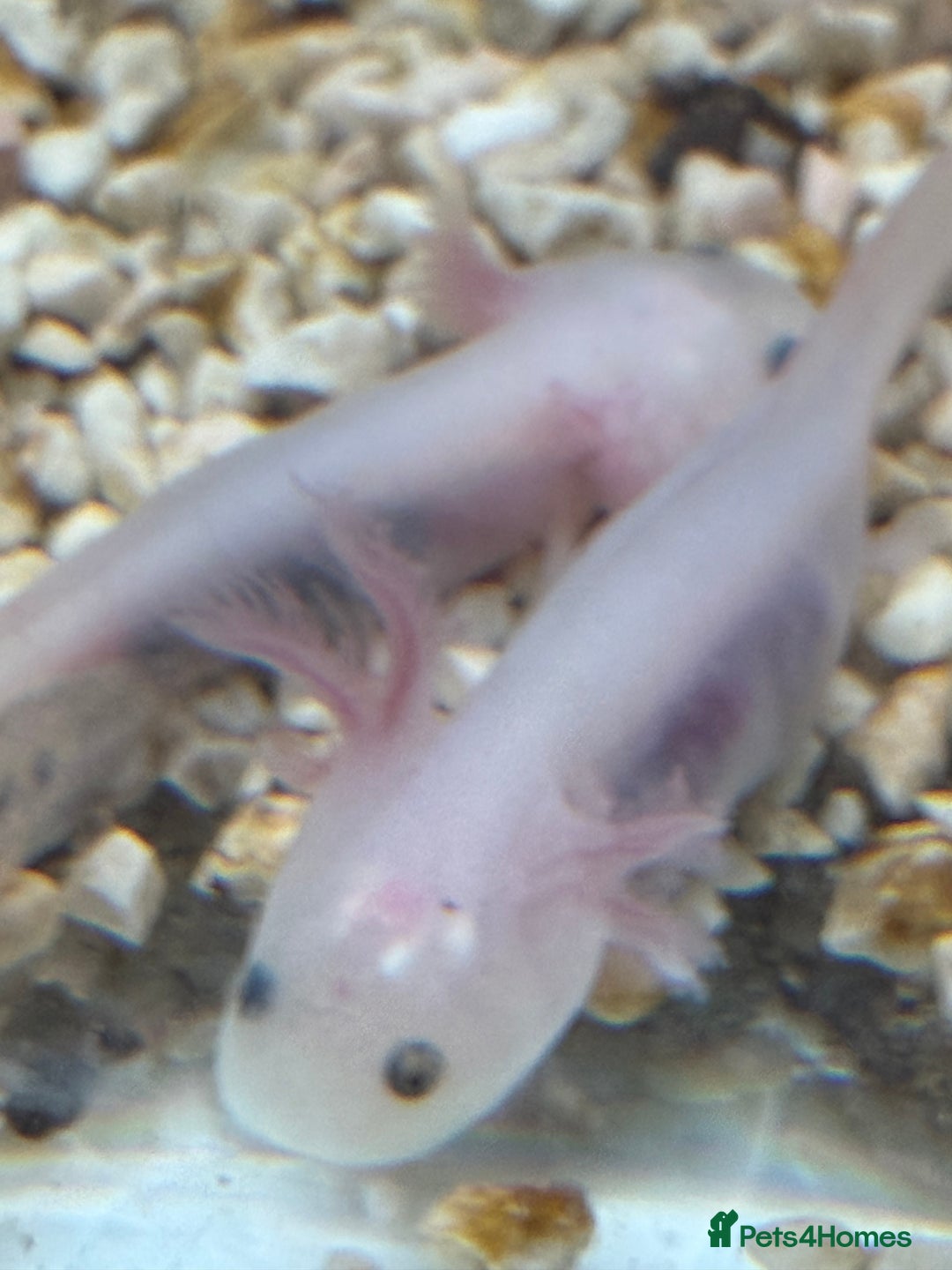 Axolotl reptiles for sale: Axolotl - Advert 17