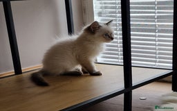 Ragdoll cats for sale: 🌟 Stunning  Pedigree Ragdoll Kittens 🌟 - Image 12