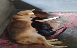 German Shepherd dogs for sale: German Shepherd Puppies For Sale - Image 4