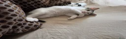 Mixed Breed cats for sale: Kittens for sale  in Gosport - Advert 3
