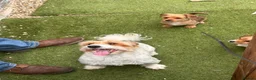 Mixed Breed dogs for sale: Chihuahua x terrier puppies for sale - Advert 2