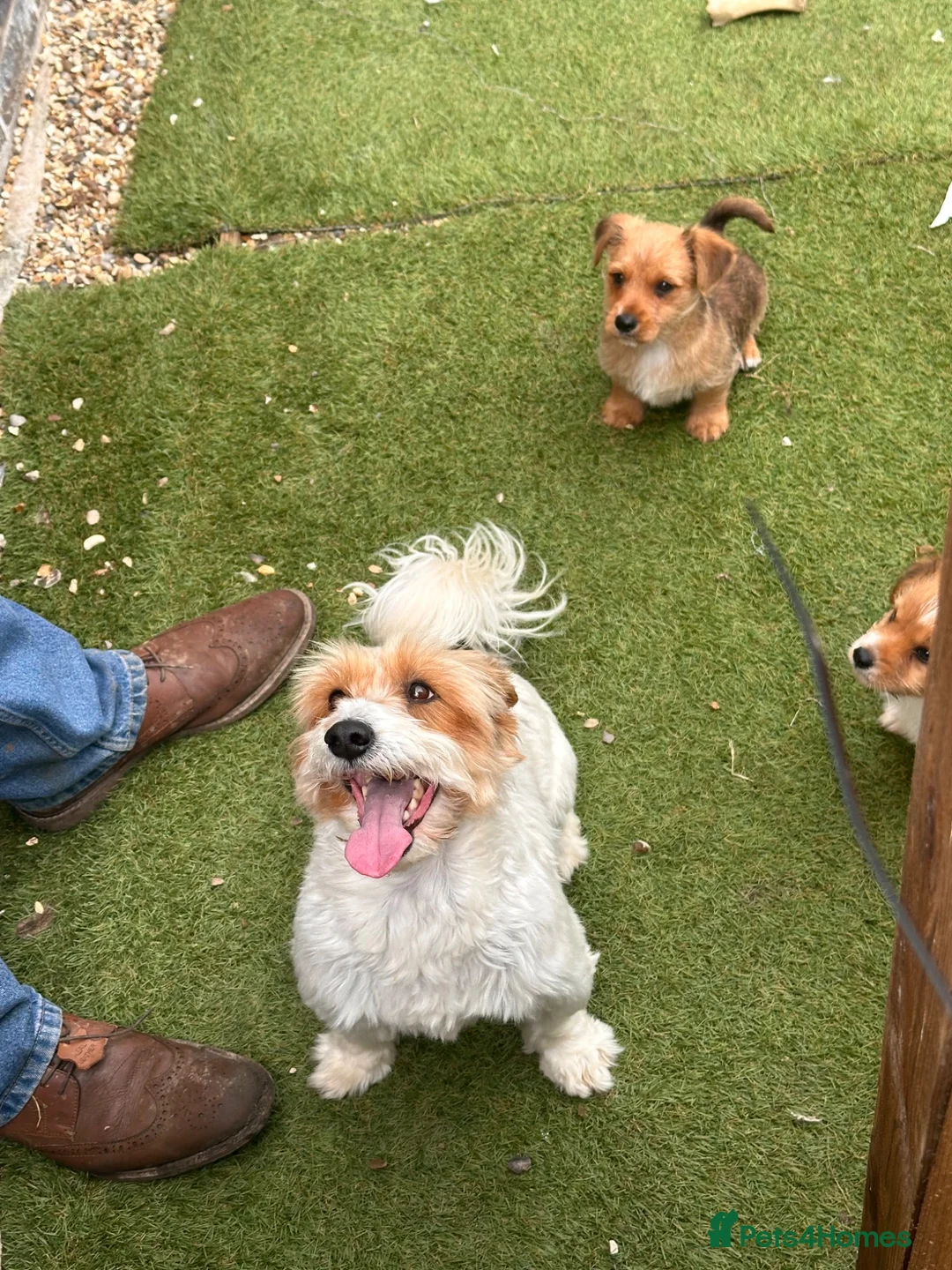 Mixed Breed dogs for sale: Chihuahua x terrier puppies for sale - Advert 2