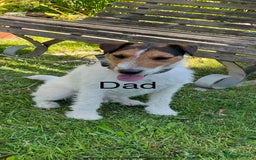 Jack Russell dogs for sale: Jack Russell puppies - Image 13