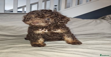 Toy Poodle dogs - Advert 6