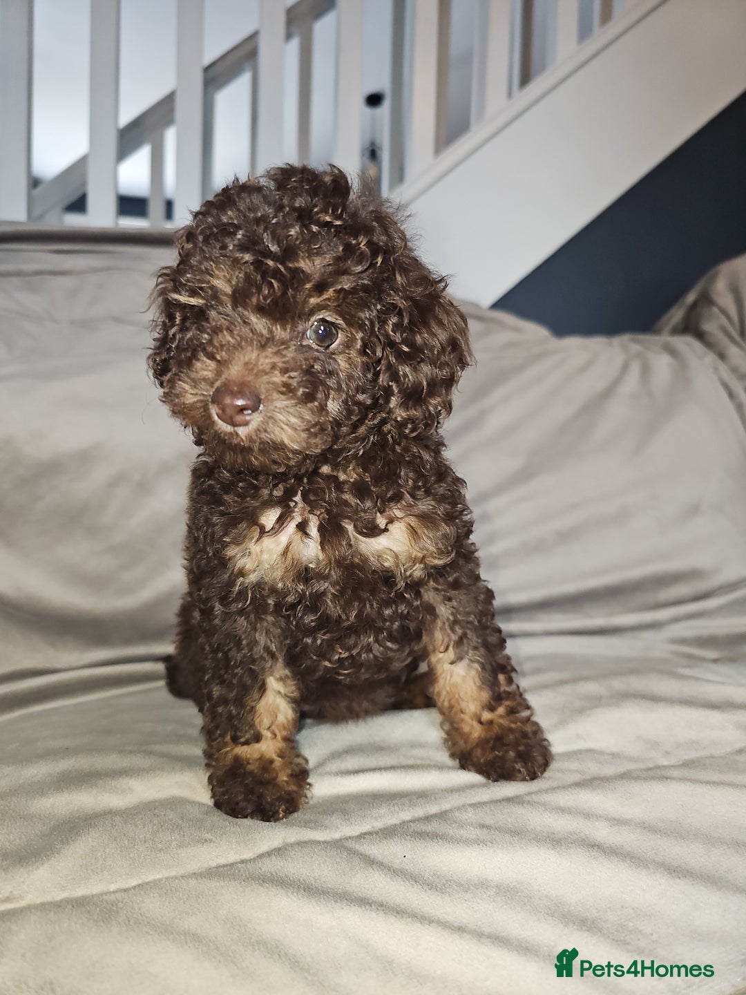 Toy Poodle dogs for sale: Toy poodle  - Image 3