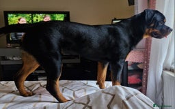Rottweiler dogs for sale: Nico age 1 rottweiler  - Image 5
