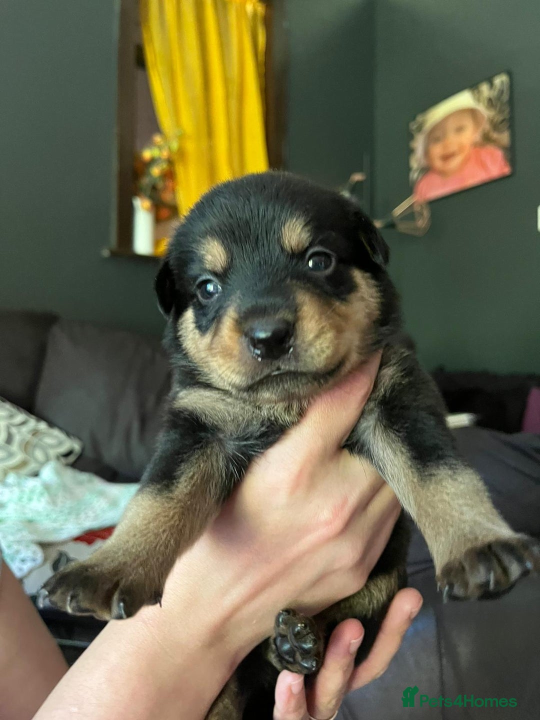 Mixed Breed dogs for sale: 9 beautiful rottweiler cross german shepherd pups - Image 7
