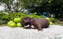 Cane Corso dogs for sale: Exceptional litter, Italian Cane Corsos, ICCF Peds - Image 13