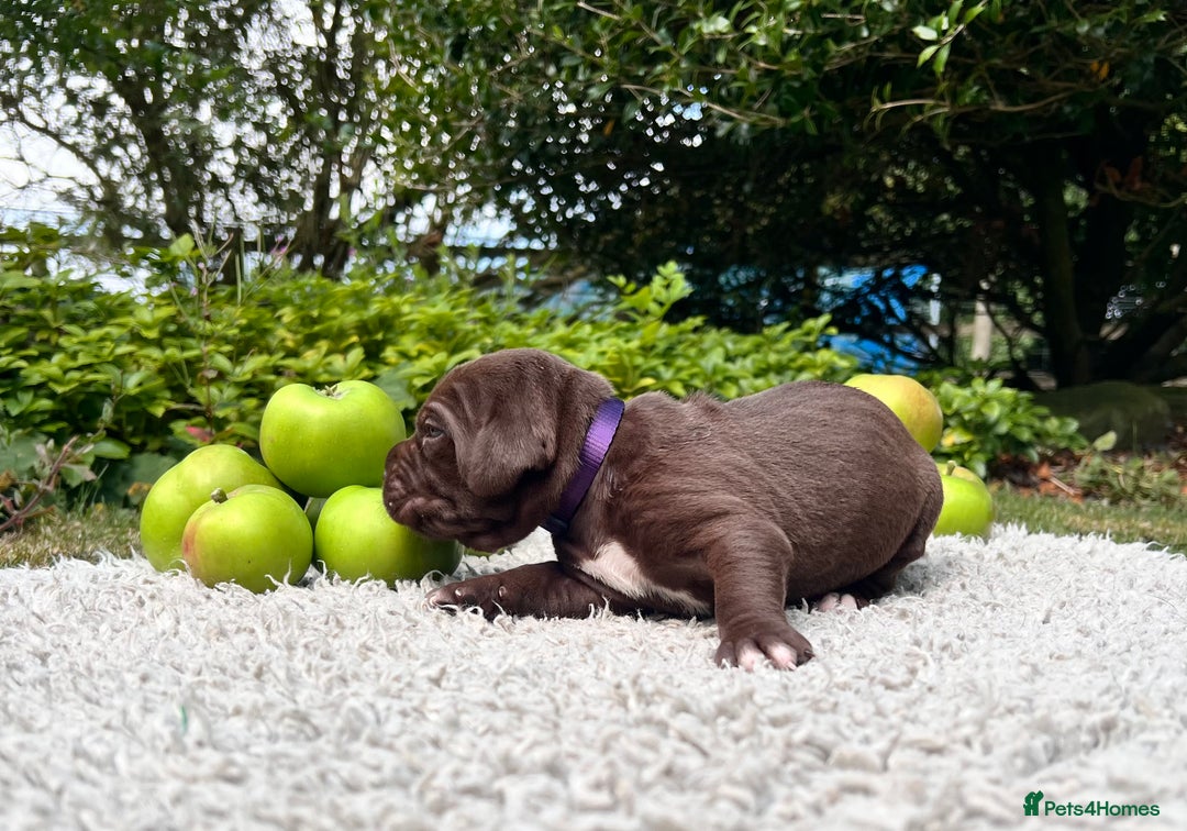 Cane Corso dogs for sale: Exceptional litter, Italian Cane Corsos, ICCF Peds - Image 13