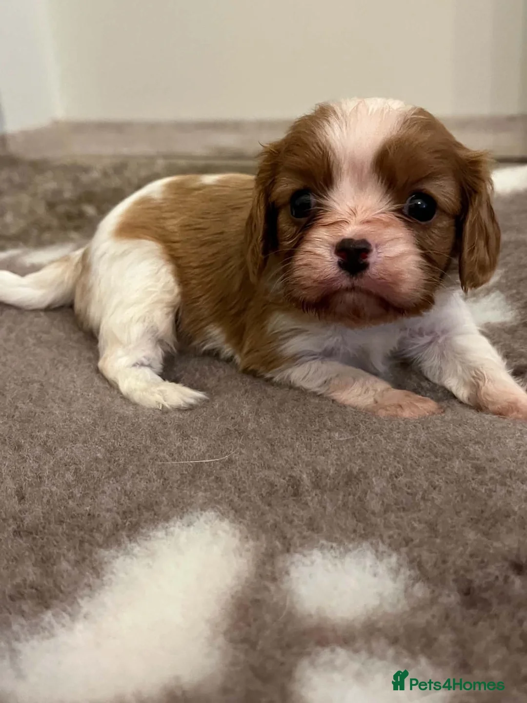 Cavalier King Charles Spaniel dogs for sale: King Cavalier Spaniels  - Advert 2